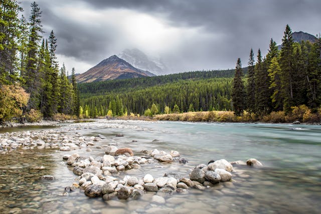 a low angle landscape image an alpine forest with a river in the foreground and a mountain in the background