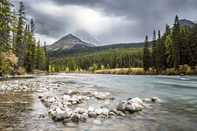 a low-angle, wide landscape image of a river in a forest